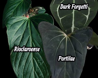 Rioclaroense X (Portilae X Dark Forgetti): complemento con follaje mostrado