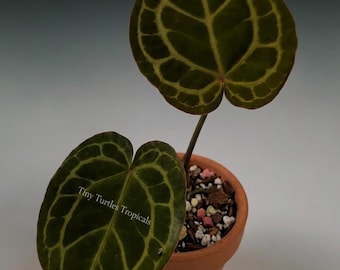 Anthurium Tezula Red Crystal x Dorayaki hybrid EXACT PLANT with foliage or cut