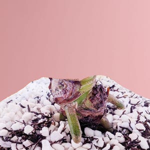 Puede incluir: Primer plano de un esqueje de planta con tallos verdes y un bulbo morado, sobre un fondo de guijarros blancos y marr&oacute;n oscuro. El fondo es de color rosa suave.