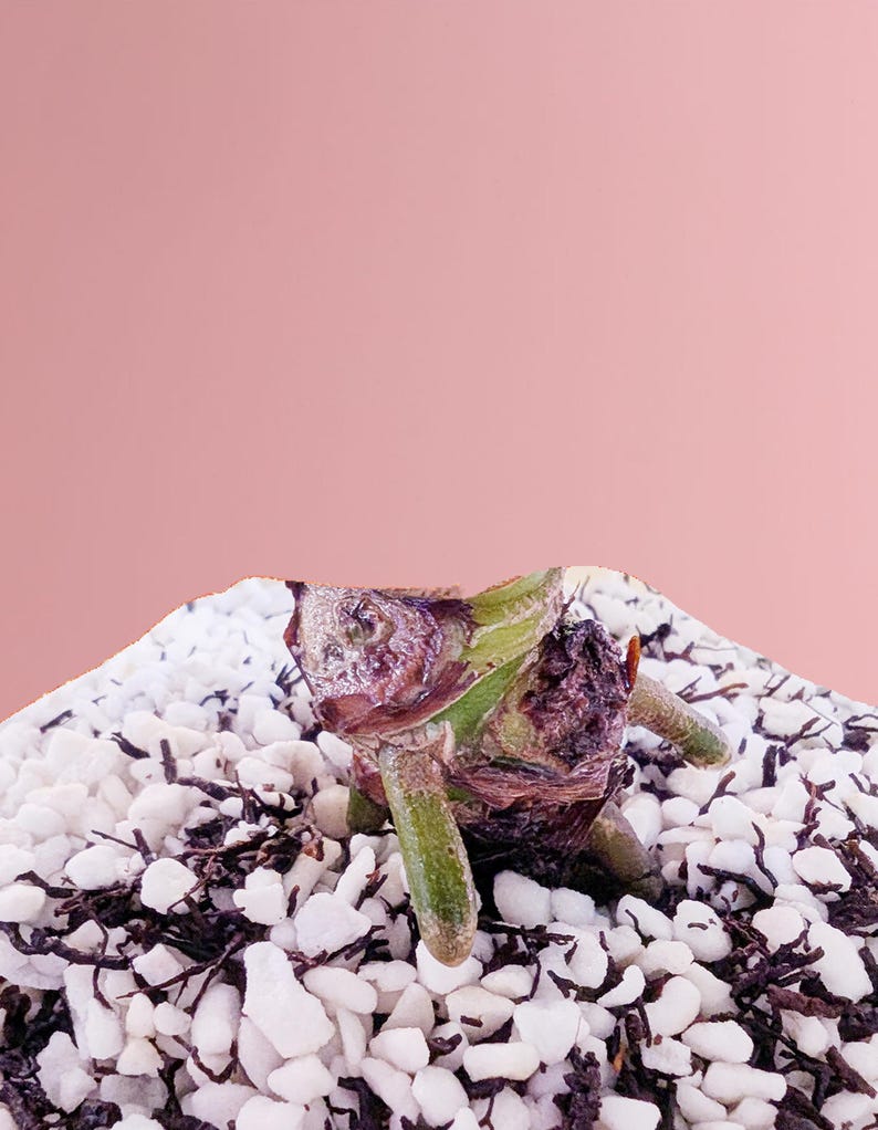Puede incluir: Primer plano de un esqueje de planta con tallos verdes y un bulbo morado, sobre un fondo de guijarros blancos y marr&oacute;n oscuro. El fondo es de color rosa suave.