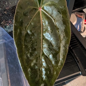 May include: A set of three ceramic mugs with a speckled, matte finish. The mugs are in shades of cream, light gray, and dark gray. Each mug has a simple, minimalist design and a rounded handle. Perfect for coffee or tea.