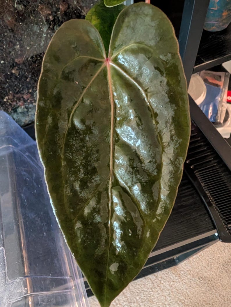 May include: A set of three ceramic mugs with a speckled, matte finish. The mugs are in shades of cream, light gray, and dark gray. Each mug has a simple, minimalist design and a rounded handle. Perfect for coffee or tea.