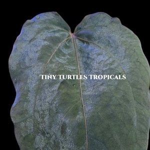May include: Close-up of a large, dark green leaf with prominent veins and a textured surface. The leaf has a heart-like shape and is set against a black background. The text "TINY TURTLES TROPICALS" is printed across the leaf.