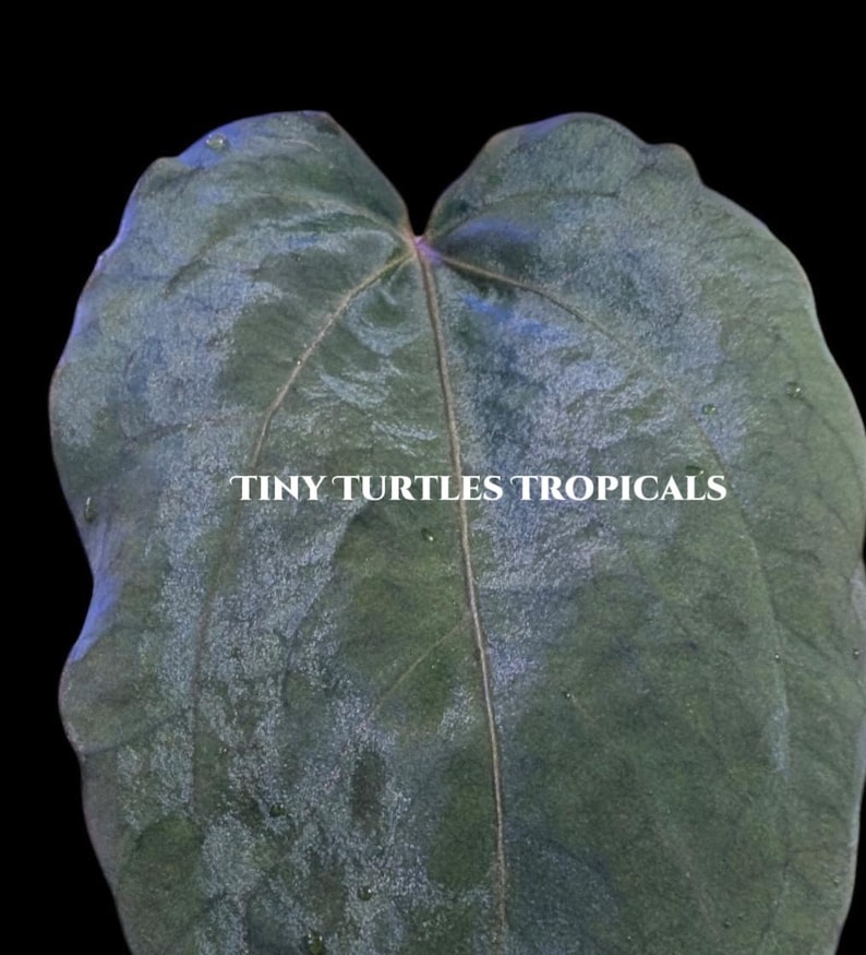 May include: Close-up of a large, dark green leaf with prominent veins and a textured surface. The leaf has a heart-like shape and is set against a black background. The text "TINY TURTLES TROPICALS" is printed across the leaf.