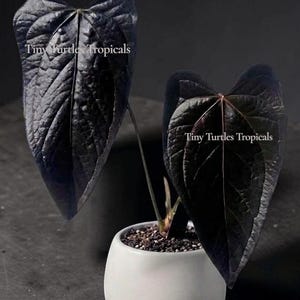 Anthurium Moodeanum - Etsy