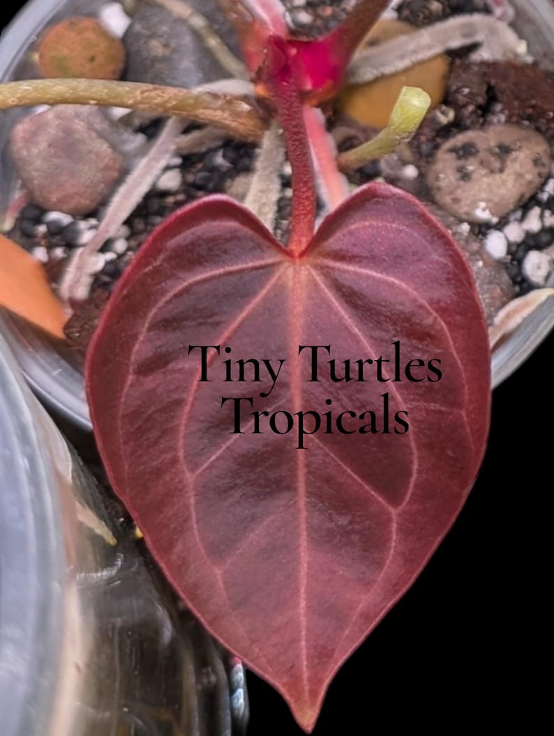 May include: Close-up of a heart-shaped, deep burgundy leaf with prominent veins. The leaf is part of a tropical plant, with the text "Tiny Turtles Tropicals" printed on the leaf. The background includes small rocks and soil.