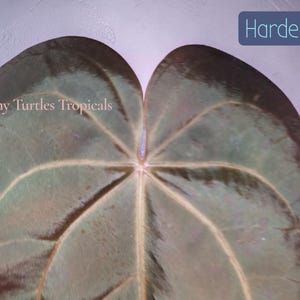May include: A large, heart-shaped plant leaf with a dark, glossy, brownish-green surface and prominent, lighter-colored veins. The text Tiny Turtles Tropicals is visible on the left, and the word Hardening is in a blue box on the top right.