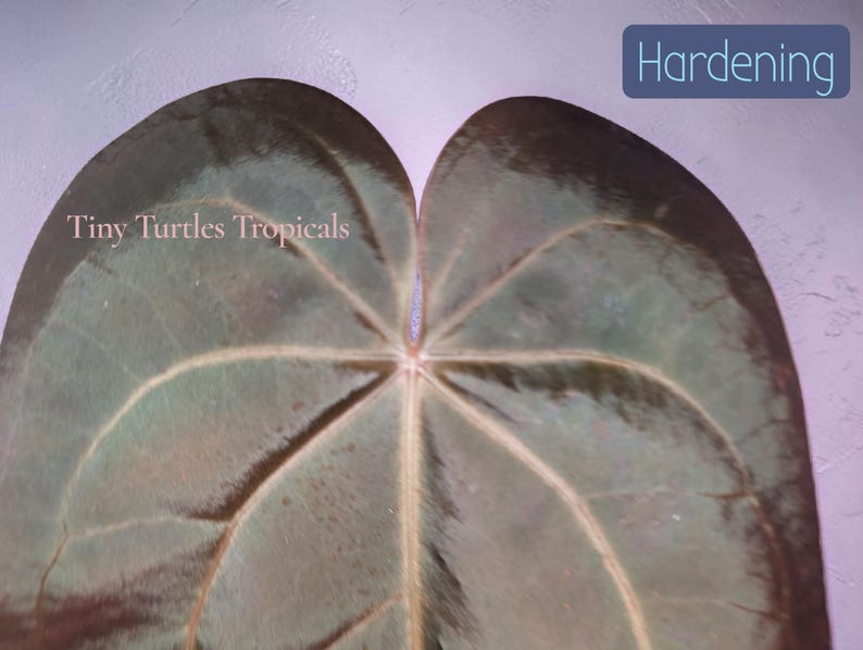 May include: A large, heart-shaped plant leaf with a dark, glossy, brownish-green surface and prominent, lighter-colored veins. The text Tiny Turtles Tropicals is visible on the left, and the word Hardening is in a blue box on the top right.