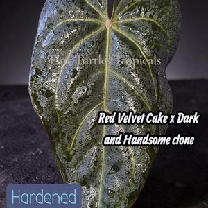 May include: A heart-shaped Anthurium leaf with a dark green, textured surface covered in water droplets. The text "Fly Turtle Tropicals", "Red Velvet Cake x Dark and Handsome clone", and "Hardened foliage" are visible on the leaf surface.