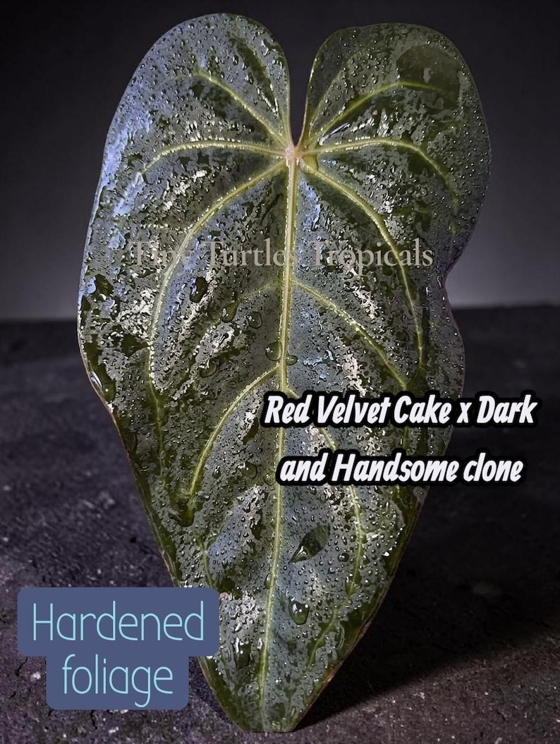 May include: A heart-shaped Anthurium leaf with a dark green, textured surface covered in water droplets. The text "Fly Turtle Tropicals", "Red Velvet Cake x Dark and Handsome clone", and "Hardened foliage" are visible on the leaf surface.