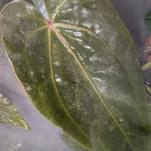 May include: A set of three ceramic mugs with a speckled, matte finish. The mugs are in shades of cream, light gray, and dark gray. Each mug has a simple, minimalist design and a rounded handle.