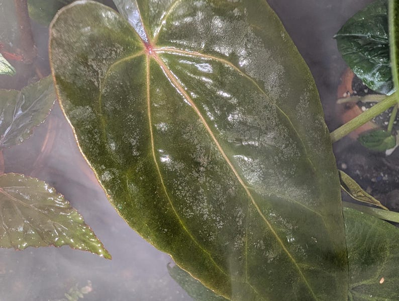 May include: A set of three ceramic mugs with a speckled, matte finish. The mugs are in shades of cream, light gray, and dark gray. Each mug has a simple, minimalist design and a rounded handle.