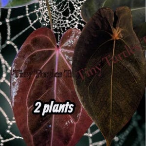 Op de afbeelding: Close-up van twee Anthurium planten met hartvormige bladeren. E&eacute;n blad is diep bordeauxrood van kleur met prominente nerven, en de andere is donkergroen. De tekst "2 plants" wordt in witte letters weergegeven.