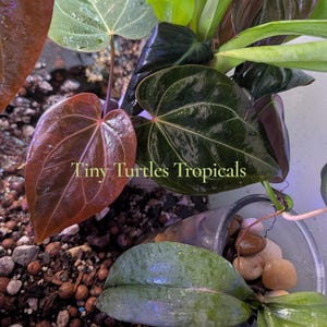 Op de afbeelding: Close-up van verschillende tropische plantenbladeren in tinten groen, bordeaux en bruin. De bladeren hebben prominente nerven en texturen. De tekst "Tiny Turtles Tropicals" is zichtbaar op de afbeelding.