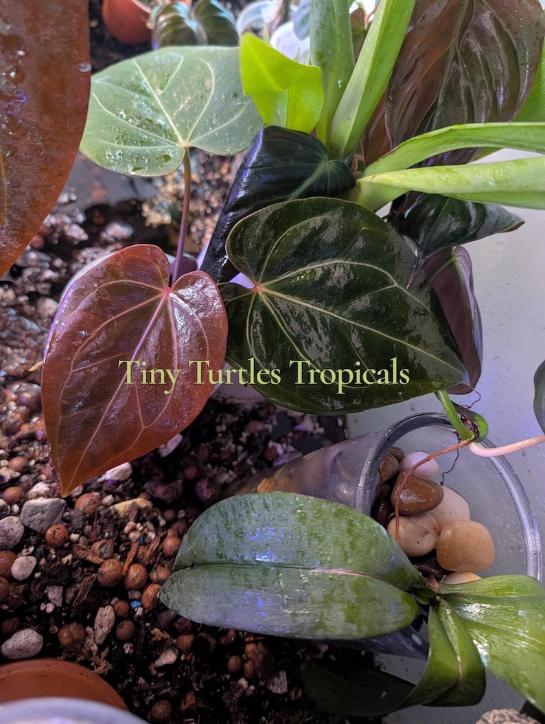 Op de afbeelding: Close-up van verschillende tropische plantenbladeren in tinten groen, bordeaux en bruin. De bladeren hebben prominente nerven en texturen. De tekst "Tiny Turtles Tropicals" is zichtbaar op de afbeelding.