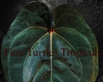 Anthurium Hoffmanni Blood Moon: mature extra large