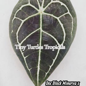 Doc Block Minerva x B. Dark Forgetti bottom cut video coming