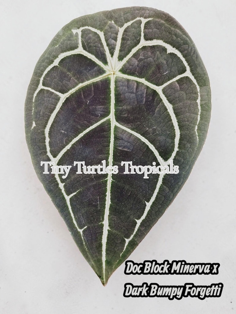 May include: A dark green leaf with prominent white veining and a textured surface. The leaf has the text "Tiny Turtles Tropicals" and "Doc Block Minerva x Dark Bumpy Forgetti". The leaf is a tropical plant.