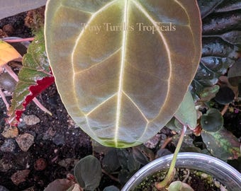 Anthurium Rainbow Besseae x Ace of Velvet rare hybrid with foliage