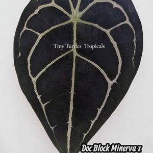 May include: A dark green leaf with prominent white veining. The leaf has a textured surface and a pointed tip. The text "Tiny Turtles Tropicals" is visible, along with "Doc Block Minerva x Dark Bumpy Forgetti".