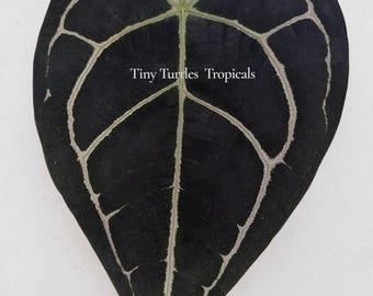 Doc Block Minerva x Bumpy Dark Forgetti, WITH FOLIAGE exact plant