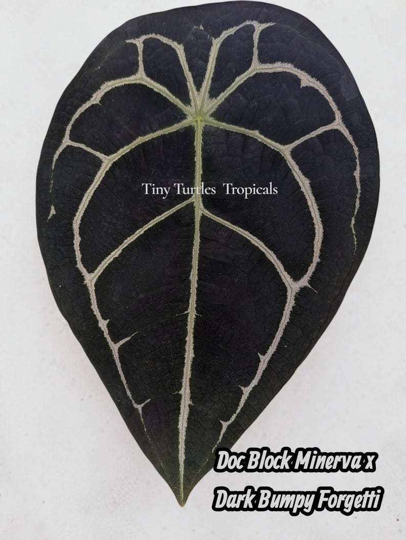 May include: A dark green leaf with prominent white veining. The leaf has a textured surface and a pointed tip. The text "Tiny Turtles Tropicals" is visible, along with "Doc Block Minerva x Dark Bumpy Forgetti".