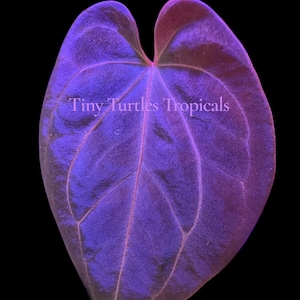 Puede incluir: Primer plano de una vibrante hoja morada con venas prominentes sobre un fondo negro. La superficie de la hoja tiene una textura aterciopelada, con toques de rosa y rojo en los bordes. El texto "Tiny Turtles Tropicals" es visible.