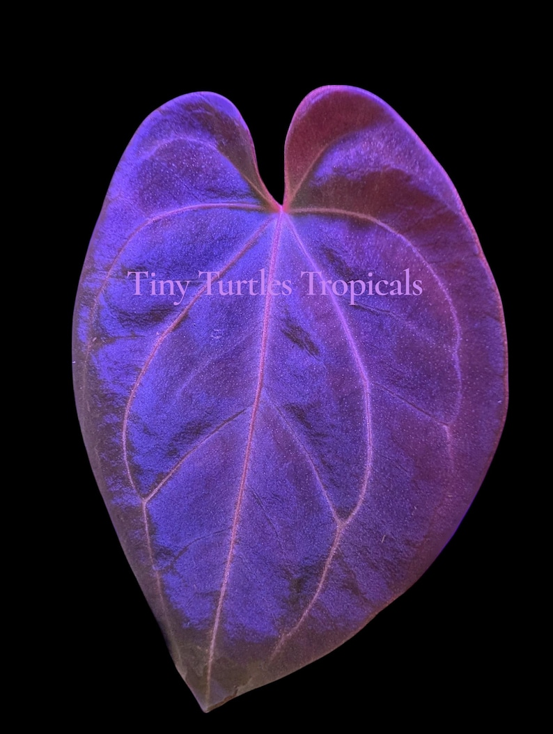 Puede incluir: Primer plano de una vibrante hoja morada con venas prominentes sobre un fondo negro. La superficie de la hoja tiene una textura aterciopelada, con toques de rosa y rojo en los bordes. El texto "Tiny Turtles Tropicals" es visible.