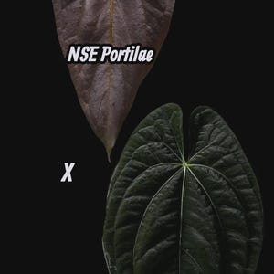 Puede incluir: Dos hojas de plantas se muestran sobre un fondo negro. La hoja superior es de color p&uacute;rpura oscuro con el texto "NSE Portilae". La hoja inferior es de color verde oscuro con el texto "Dark Phoenix". Las hojas est&aacute;n etiquetadas con una "X".
