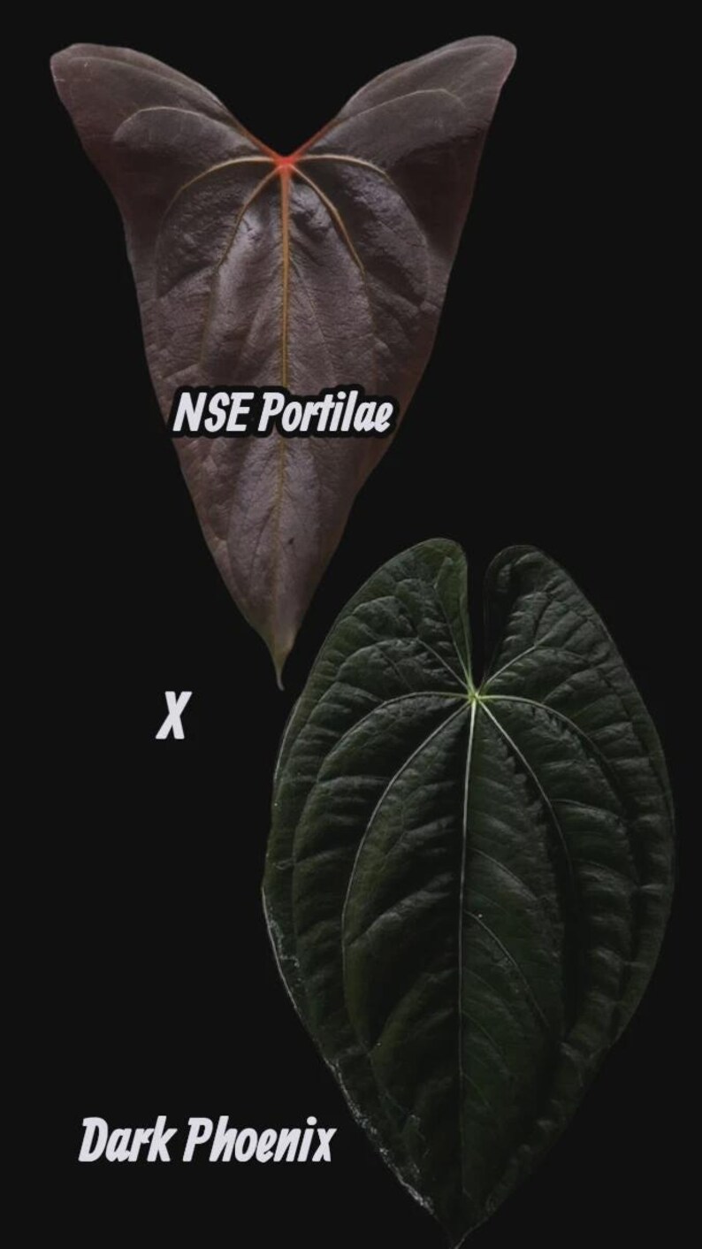 Puede incluir: Dos hojas de plantas se muestran sobre un fondo negro. La hoja superior es de color p&uacute;rpura oscuro con el texto "NSE Portilae". La hoja inferior es de color verde oscuro con el texto "Dark Phoenix". Las hojas est&aacute;n etiquetadas con una "X".