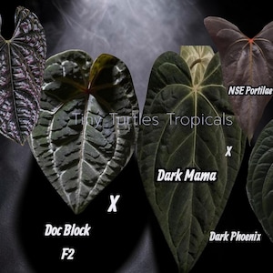 Puede incluir: Imagen que muestra varias hojas de plantas de color oscuro, incluyendo variedades etiquetadas como "Doc Block F2", "Dark Mama", "Dark Phoenix" y "NSE Portilae". Las hojas exhiben texturas y patrones &uacute;nicos sobre un fondo oscuro.