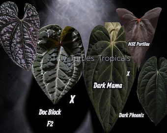 Anthurium Dark Bundle :Doc Block F2, NSE Portilae hybrids and Pure Luxurians with foliage