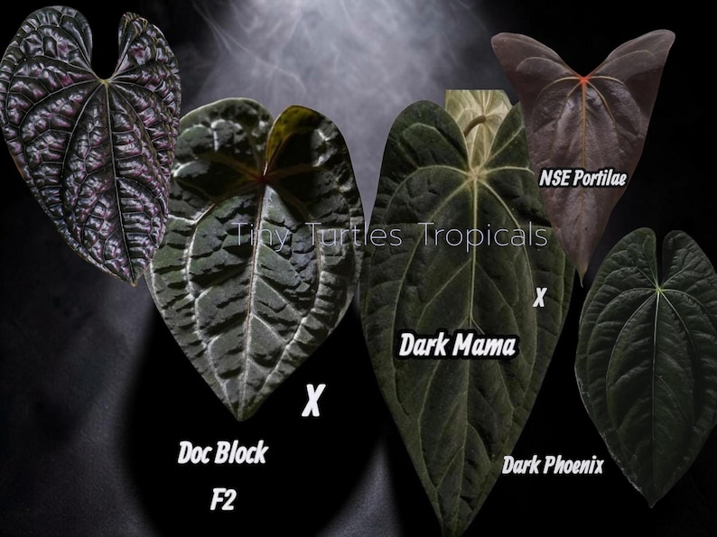 Puede incluir: Imagen que muestra varias hojas de plantas de color oscuro, incluyendo variedades etiquetadas como "Doc Block F2", "Dark Mama", "Dark Phoenix" y "NSE Portilae". Las hojas exhiben texturas y patrones &uacute;nicos sobre un fondo oscuro.