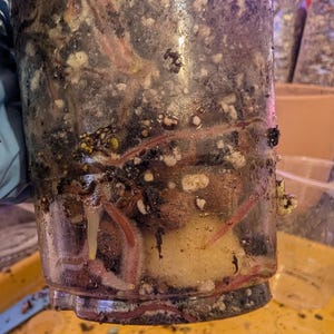 Op de afbeelding: Een doorzichtige plastic container gevuld met substraat, met rode wormen en wit mycelium. De container wordt boven een gele ondergrond gehouden, met andere containers op de achtergrond.