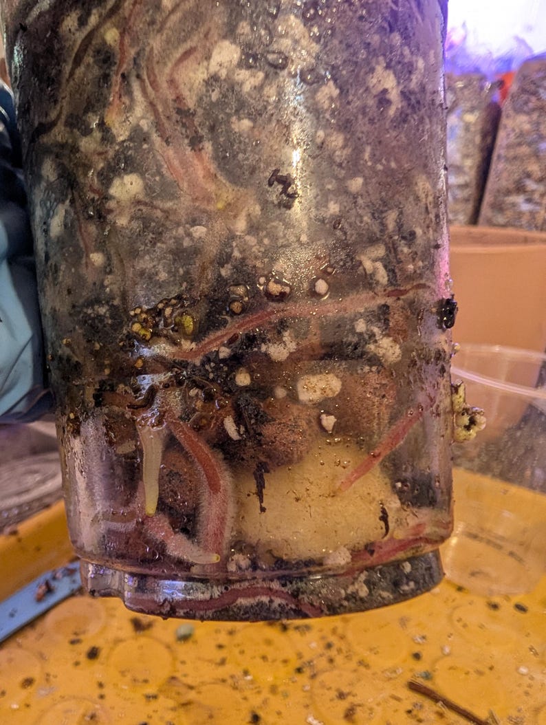 Op de afbeelding: Een doorzichtige plastic container gevuld met substraat, met rode wormen en wit mycelium. De container wordt boven een gele ondergrond gehouden, met andere containers op de achtergrond.