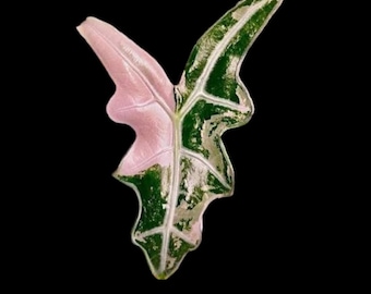 Alocasia Pink Variegated Noblis: corms add-on