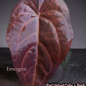 May include: A large, heart-shaped plant leaf with a glossy, deep reddish-purple hue and prominent veins. Text on the image reads: Tiny Turtles Tropicals, Emergent, and Red Velvet Cake x Dark and Handsome. The leaf has a smooth, reflective surface.
