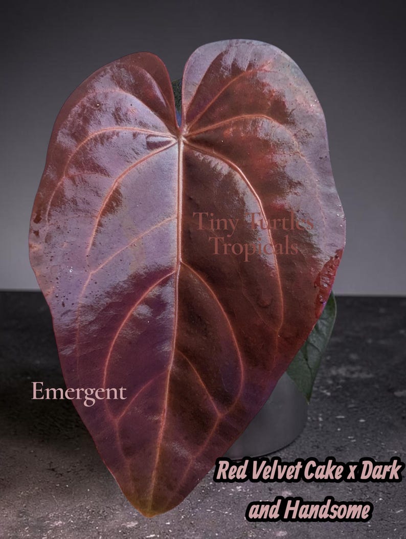 May include: A large, heart-shaped plant leaf with a glossy, deep reddish-purple hue and prominent veins. Text on the image reads: Tiny Turtles Tropicals, Emergent, and Red Velvet Cake x Dark and Handsome. The leaf has a smooth, reflective surface.