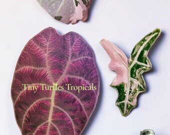 Variegated Alocasia Bundle: Watsonia Doff, Azlani, PBV, Maharani, Noblis and bonus Venom Pre-Sale