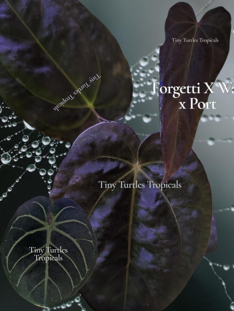 K&ouml;nnte beinhalten: Dunkelviolette herzf&ouml;rmige Bl&auml;tter mit markanten Blattadern in einer Gruppe angeordnet. Ein Spinnennetz mit Wassertropfen ist im Hintergrund sichtbar. Der Text "Tiny Turtles Tropicals" und "Forgetti X W x Port" ist auf den Bl&auml;ttern zu sehen.