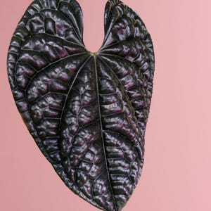 Puede incluir: Primer plano de una hoja verde oscuro con una superficie texturizada y un contorno en forma de coraz&oacute;n. La hoja tiene un color profundo, casi negro, con toques de p&uacute;rpura, sobre un fondo rosa suave. Las venas de la hoja son visibles.