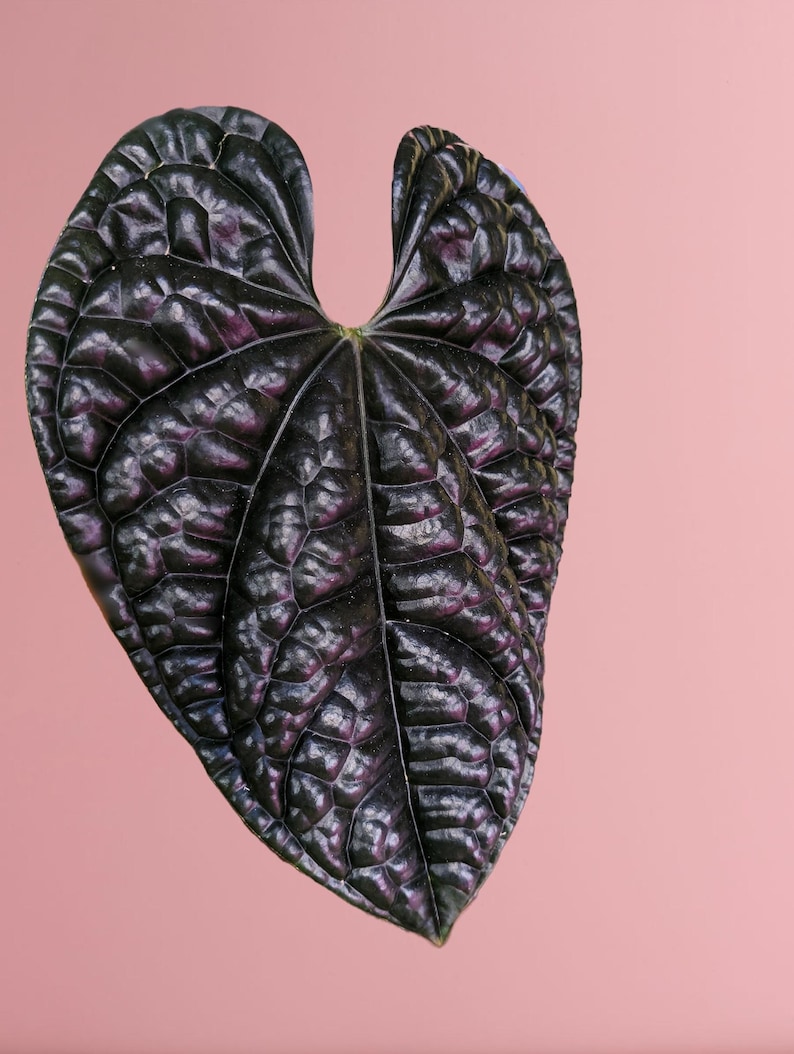 Puede incluir: Primer plano de una hoja verde oscuro con una superficie texturizada y un contorno en forma de coraz&oacute;n. La hoja tiene un color profundo, casi negro, con toques de p&uacute;rpura, sobre un fondo rosa suave. Las venas de la hoja son visibles.