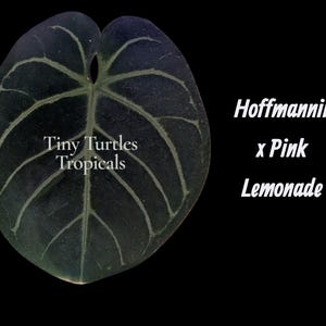 K&ouml;nnte beinhalten: Ein dunkelgr&uuml;nes herzf&ouml;rmiges Blatt mit markanten hellen Blattadern. Der Text Tiny Turtles Tropicals ist auf das Blatt gedruckt, und der Text Hoffmannii x Pink Lemonade steht rechts neben dem Blatt vor einem einfarbigen schwarzen Hintergrund.
