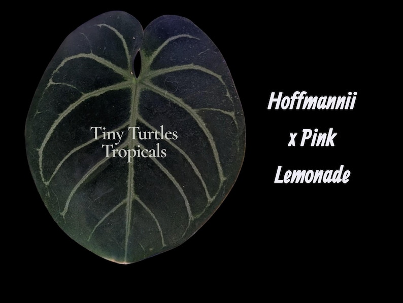 K&ouml;nnte beinhalten: Ein dunkelgr&uuml;nes herzf&ouml;rmiges Blatt mit markanten hellen Blattadern. Der Text Tiny Turtles Tropicals ist auf das Blatt gedruckt, und der Text Hoffmannii x Pink Lemonade steht rechts neben dem Blatt vor einem einfarbigen schwarzen Hintergrund.