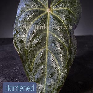 May include: A heart-shaped dark green plant leaf with prominent light green veins and water droplets on the surface. The text "Fly Turtle Tropicals" is visible in the center, and a blue box with the text "Hardened foliage" is at the bottom.