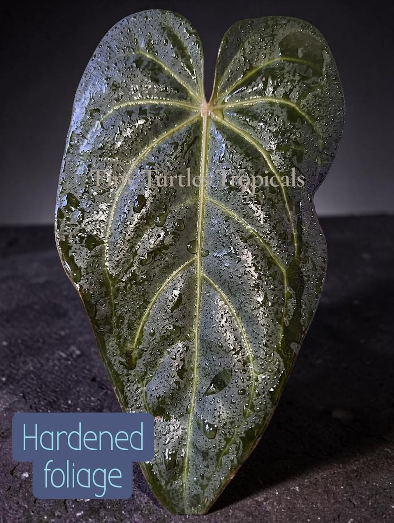 May include: A heart-shaped dark green plant leaf with prominent light green veins and water droplets on the surface. The text "Fly Turtle Tropicals" is visible in the center, and a blue box with the text "Hardened foliage" is at the bottom.