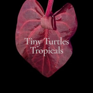 May include: A deep red anthurium flower with a prominent spadix, featuring the white text Tiny Turtles Tropicals, Bright red emergents, Red flowers centered on the heart-shaped spathe against a solid black background.