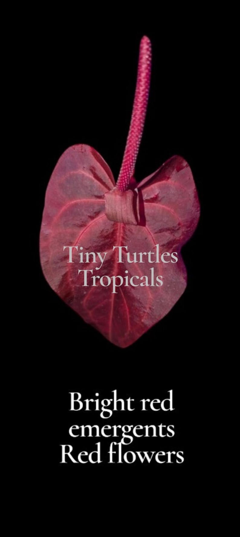 May include: A deep red anthurium flower with a prominent spadix, featuring the white text Tiny Turtles Tropicals, Bright red emergents, Red flowers centered on the heart-shaped spathe against a solid black background.
