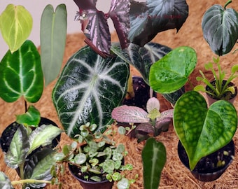 Variety Plant Baby Bundle: 15 minnies including Anthurium, Alocasia, Philodendron, Scindapsus, Begonia, Terrarium