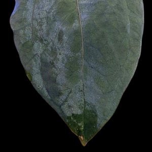 May include: A white ceramic mug with a black handle and the text "But First, Coffee" in a bold, black font. The mug is set against a blurred background, suggesting a cozy setting.